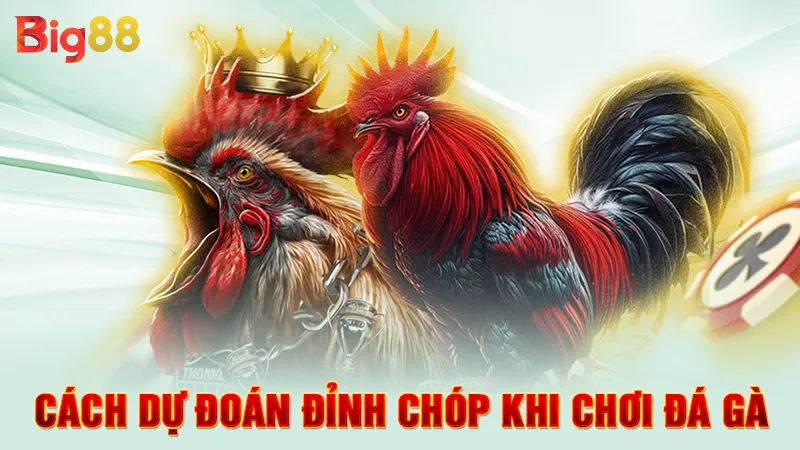 Cách dự đoán đỉnh chóp khi chơi đá gà 